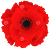 Poppy